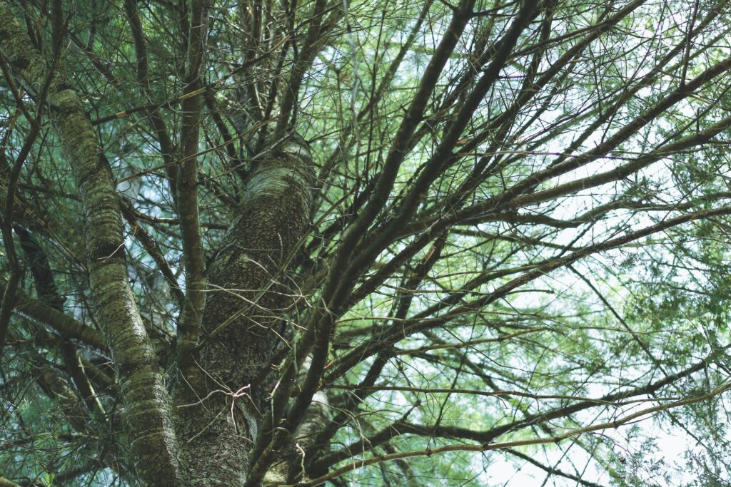 木を植える男 ポール・コールマン 4万1000キロ徒歩の旅